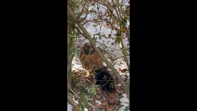 káně páskovaná - ML647009317