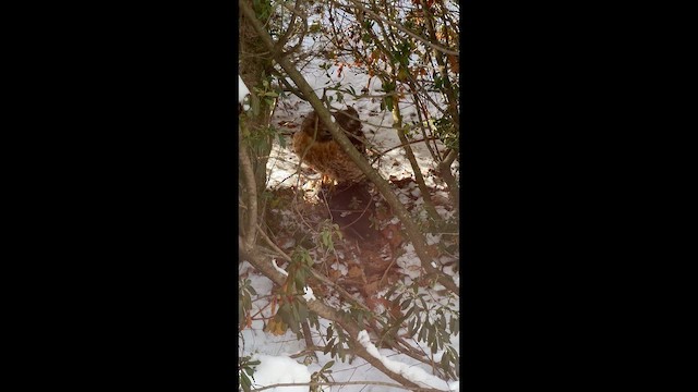 káně páskovaná - ML647009318