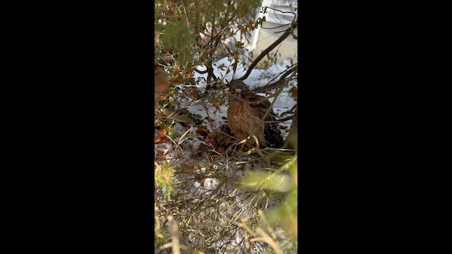 káně páskovaná - ML647009319