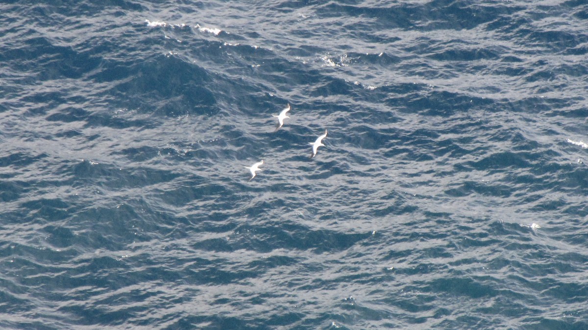 rødfotsule - ML647009320