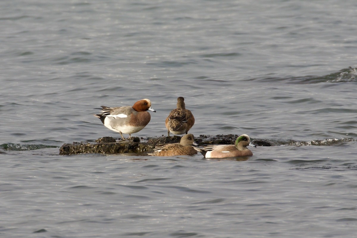 Свиязь - ML647009321