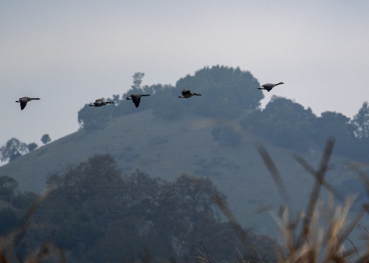 Канадская казарка - ML647009322