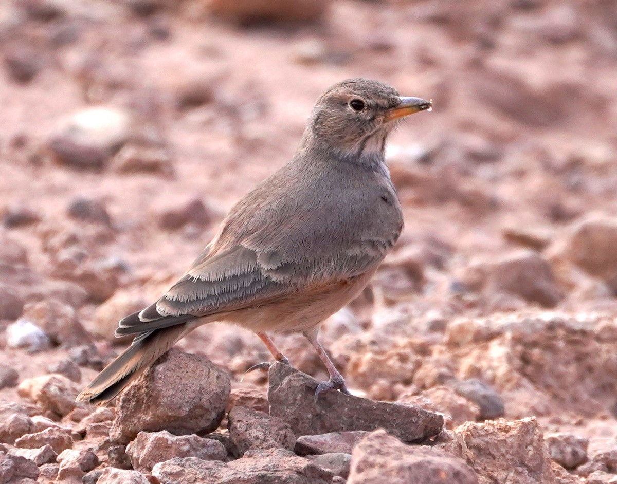 Пустынный жаворонок - ML647009323