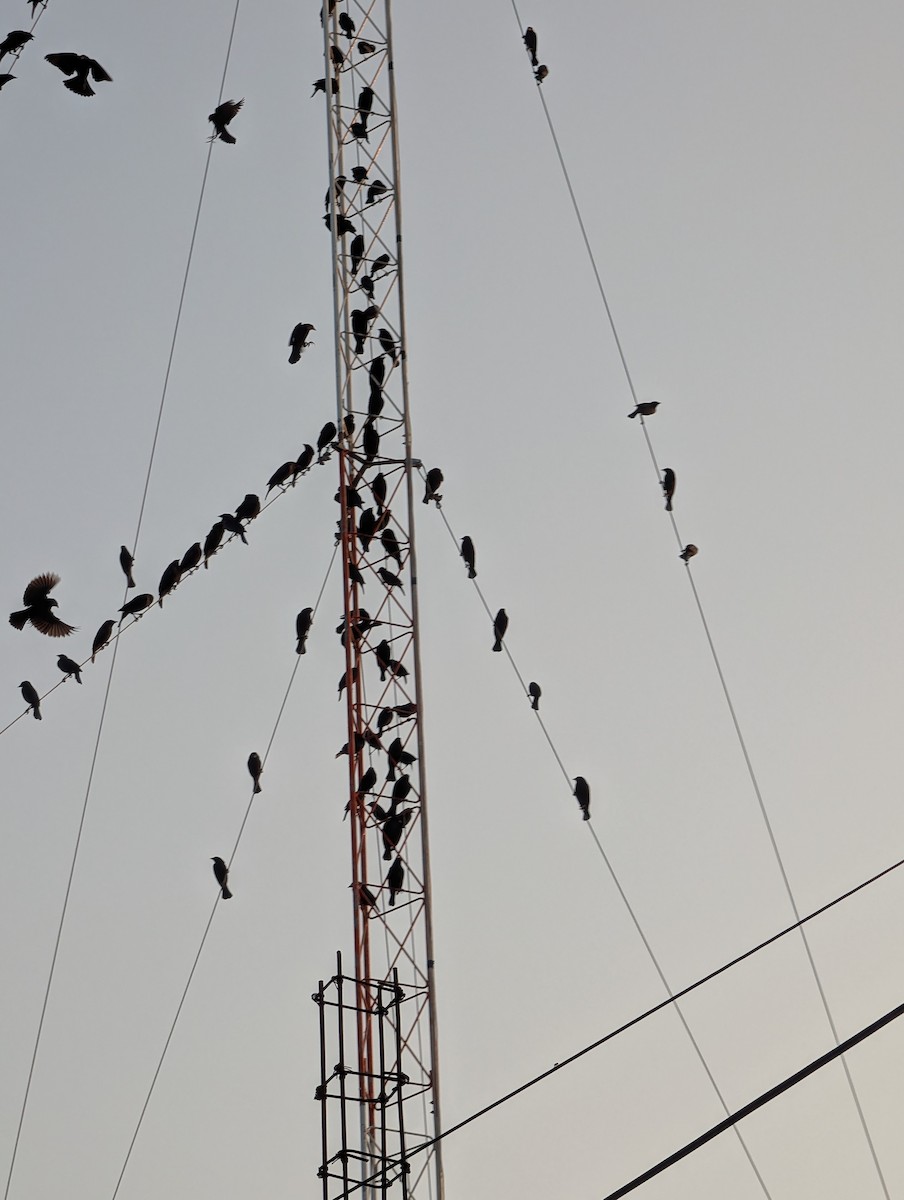 Bronzed Cowbird (Bronzed) - ML647009325