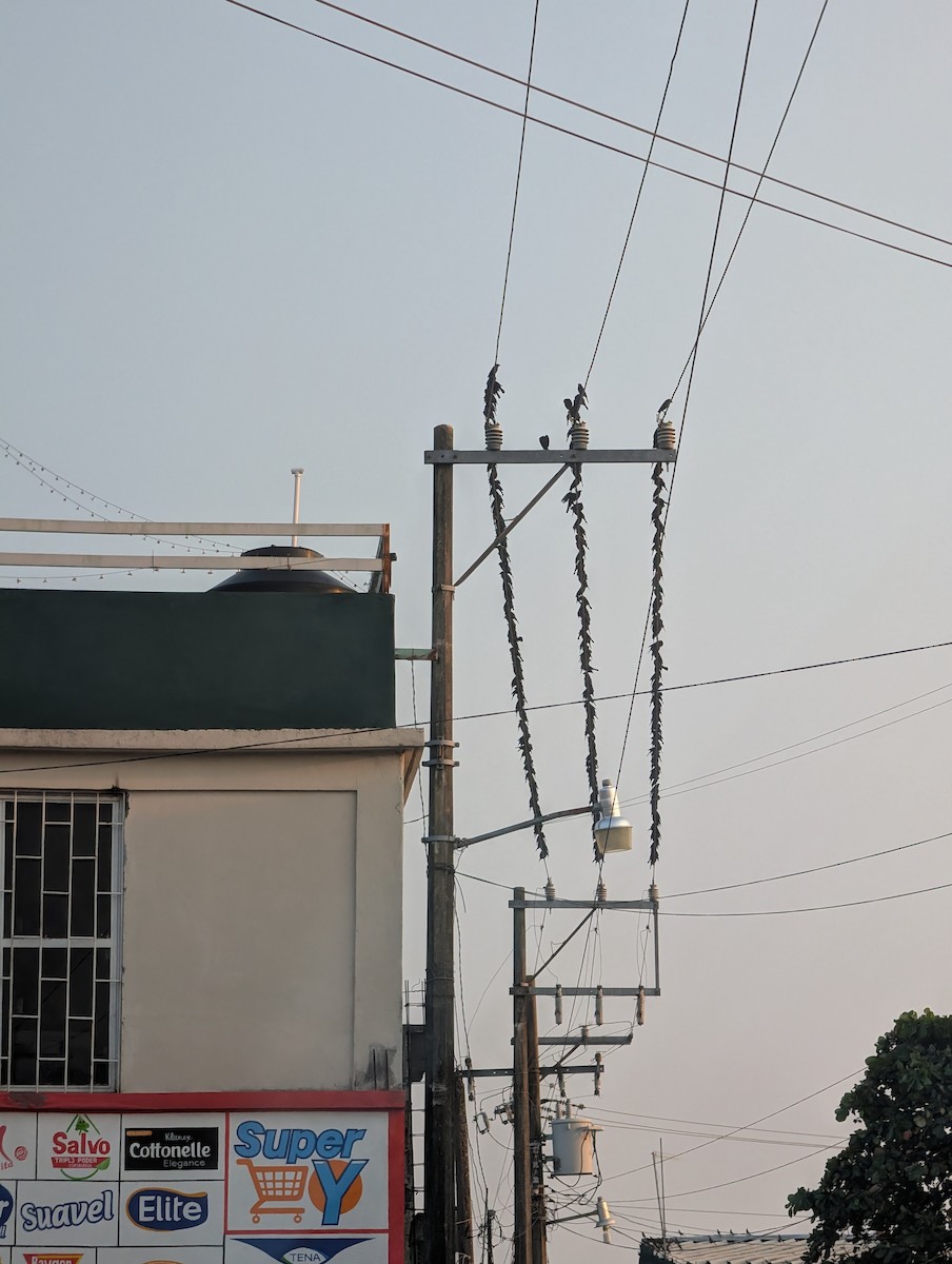 Bronzed Cowbird (Bronzed) - ML647009326