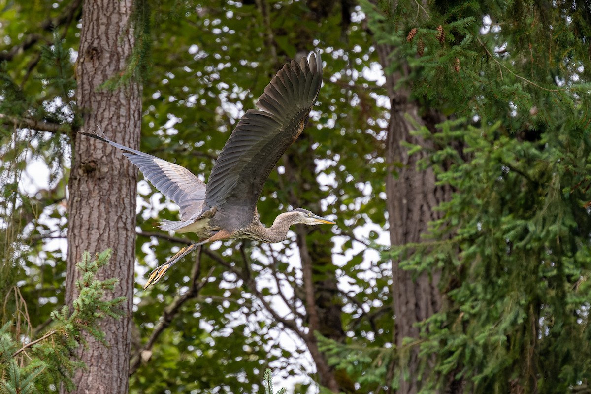 Большая голубая цапля - ML647009327