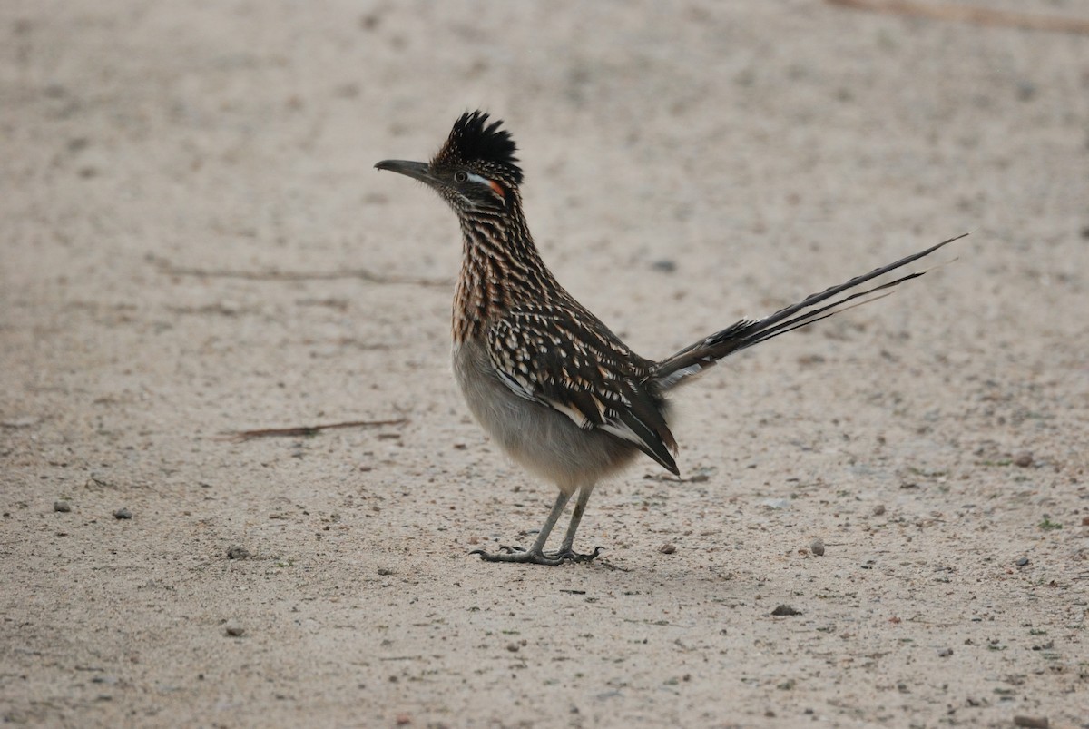 Калифорнийская кукушка-подорожник - ML647009331