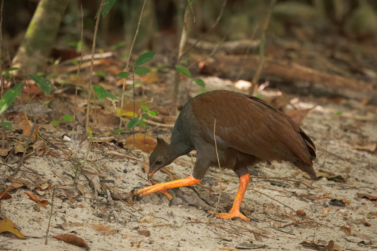 Оранжевоногий большеног - ML647009332