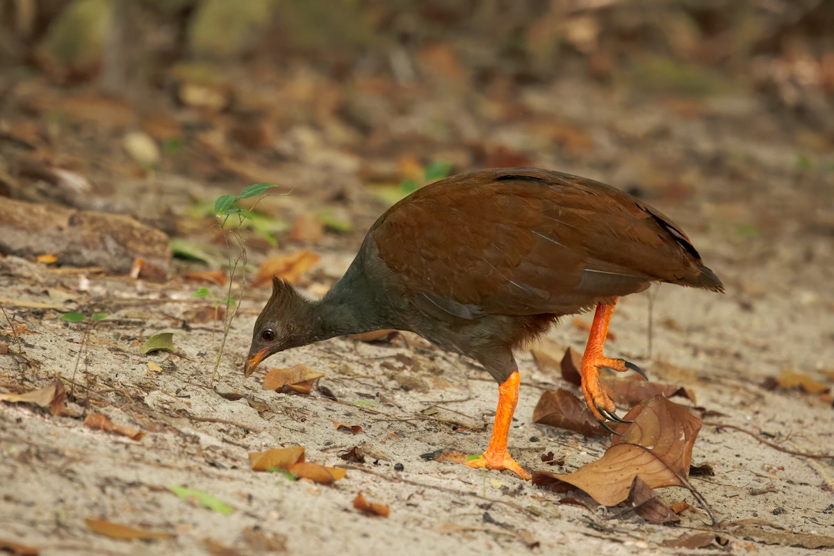 Оранжевоногий большеног - ML647009334