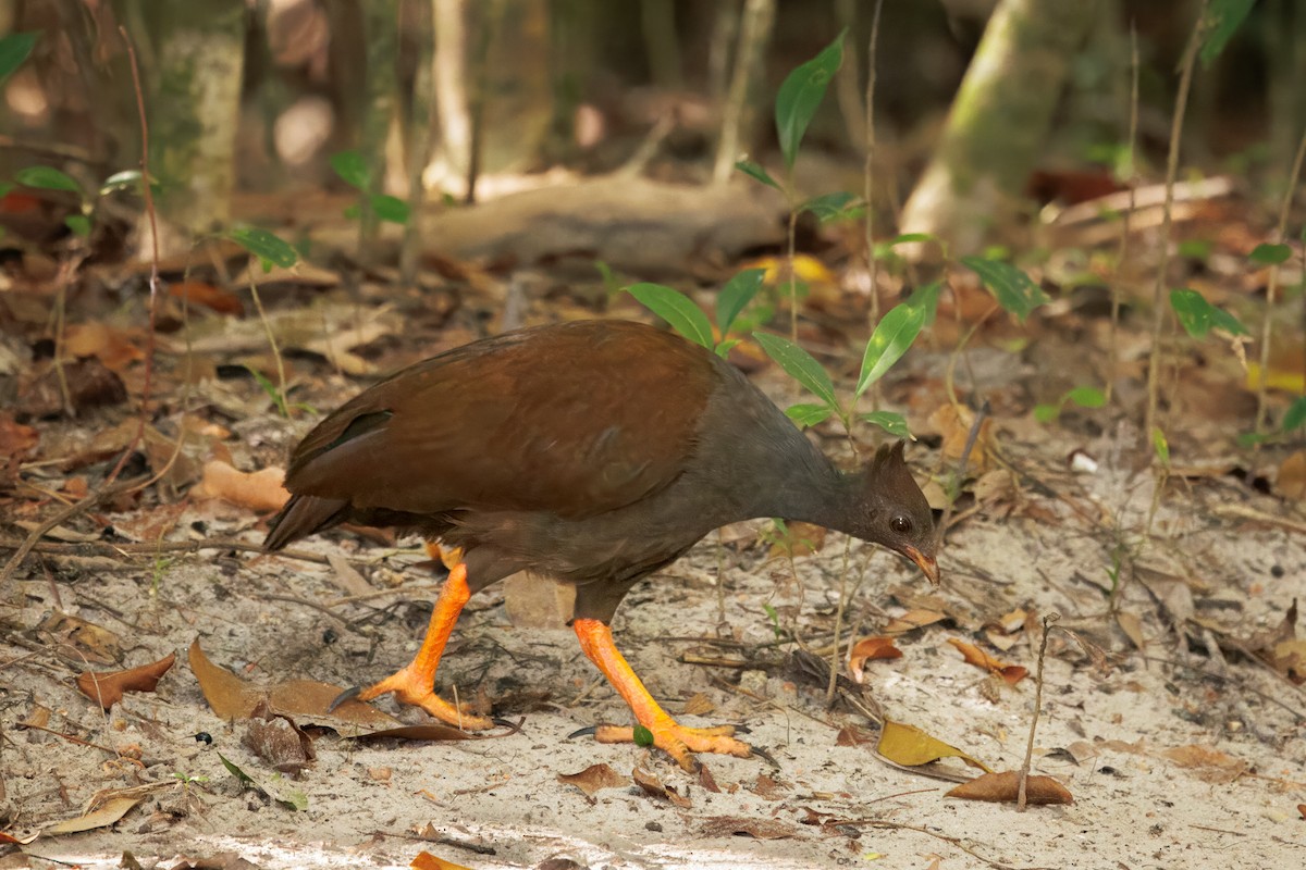 Оранжевоногий большеног - ML647009335