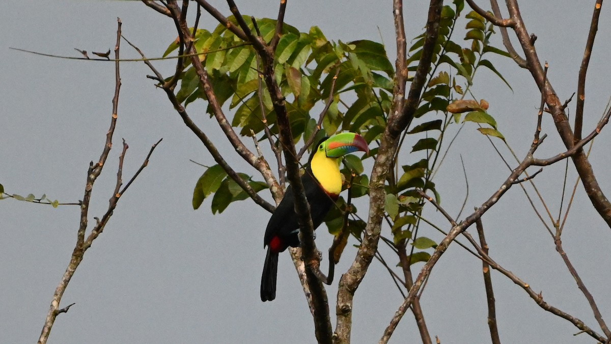 Радужный тукан - ML647009336