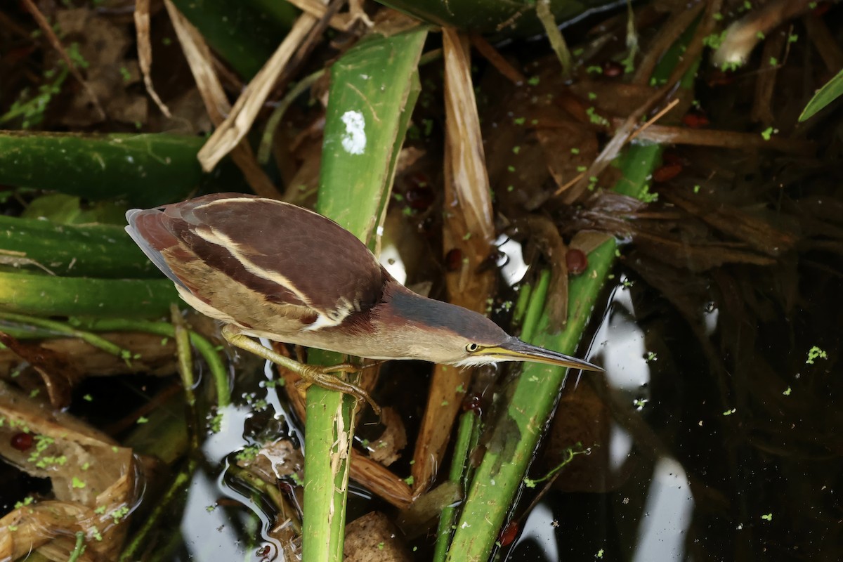 Petit Blongios - ML647009338