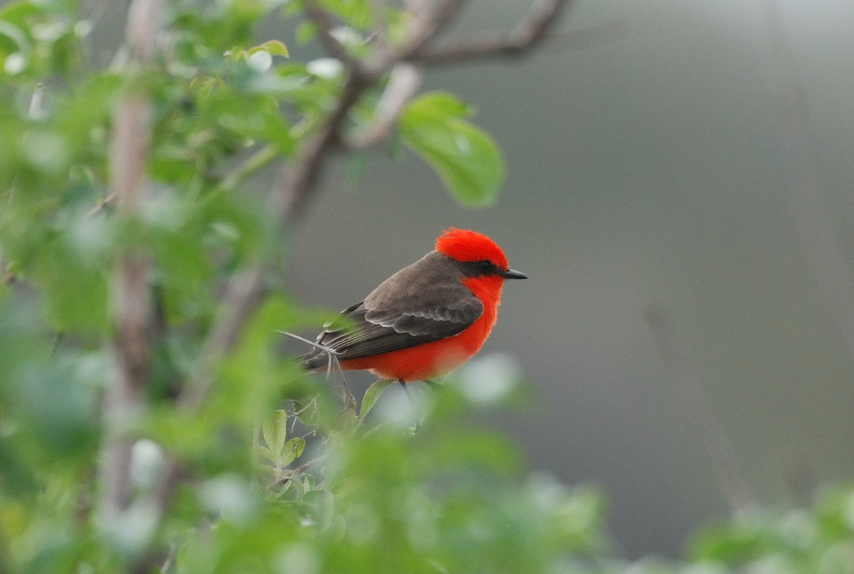 Vermilion Flycatcher - ML647009340
