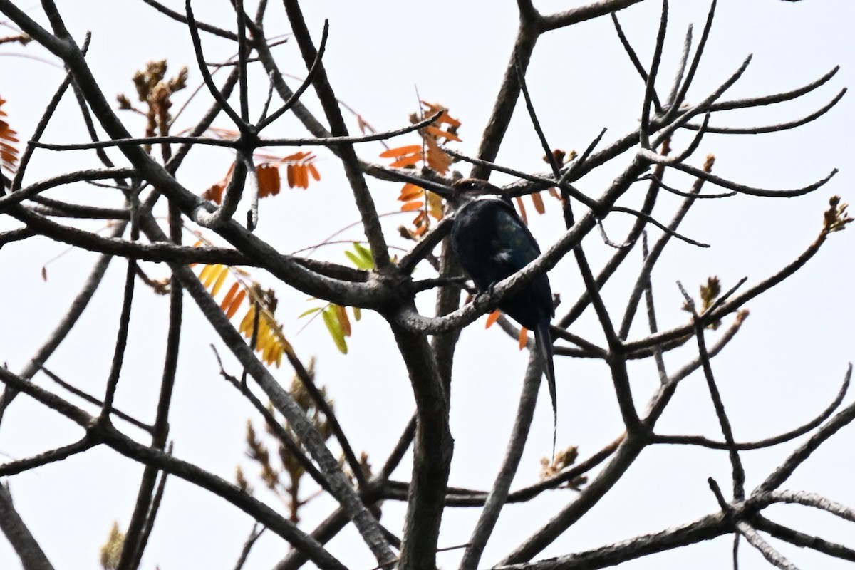 Paradise Jacamar - ML647009344