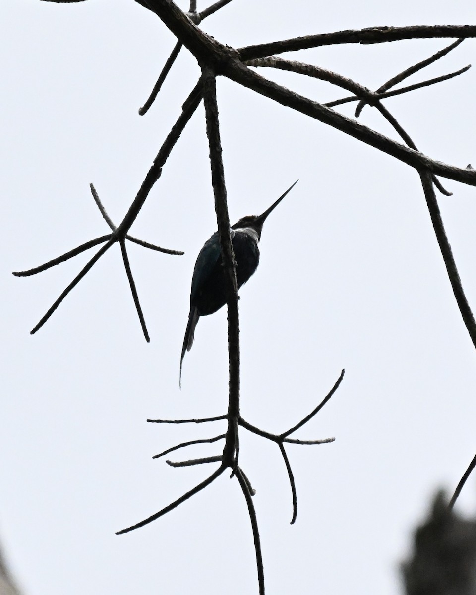 Paradise Jacamar - ML647009345