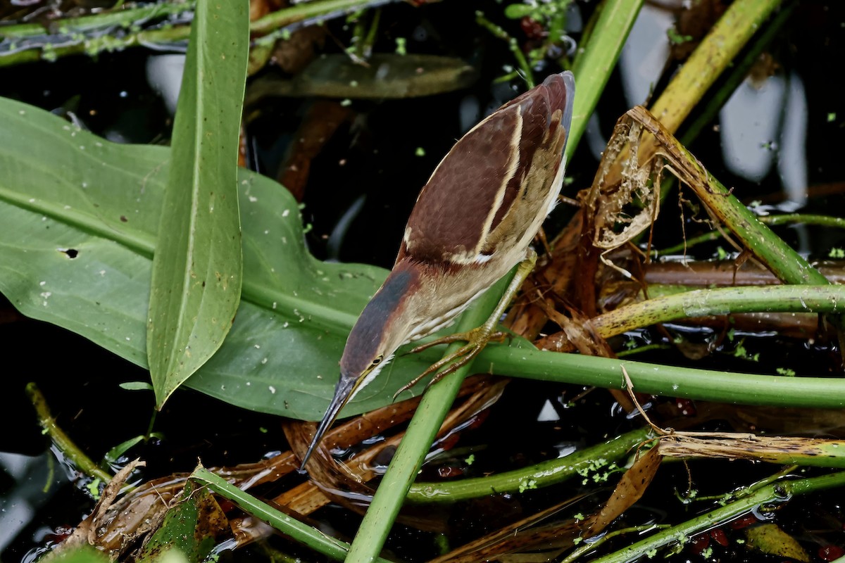 Petit Blongios - ML647009347