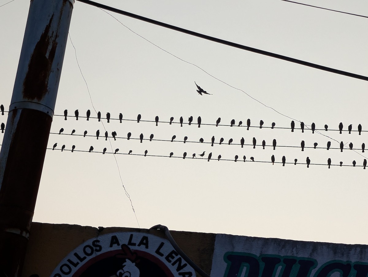 Bronzed Cowbird (Bronzed) - ML647009355