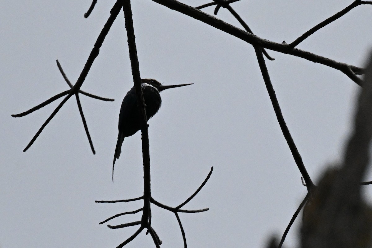 Paradise Jacamar - ML647009359