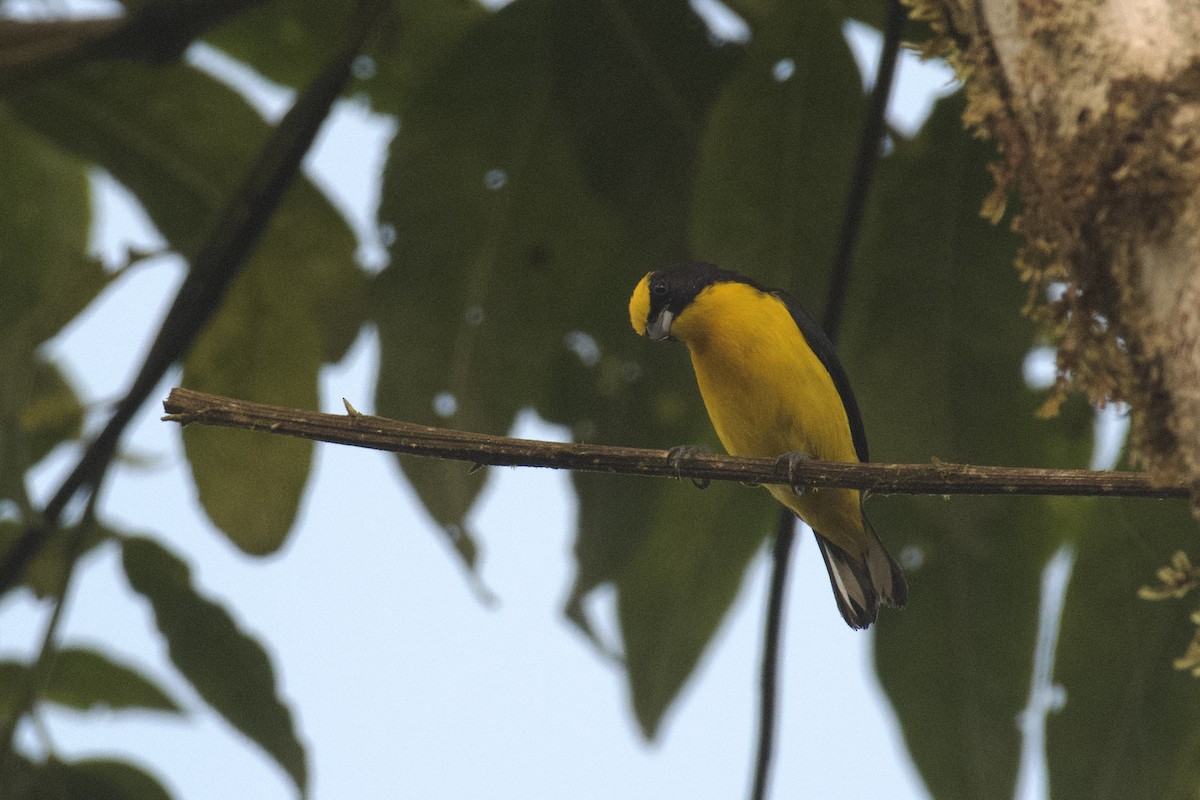 Thick-billed Euphonia (Thick-billed) - ML647009363