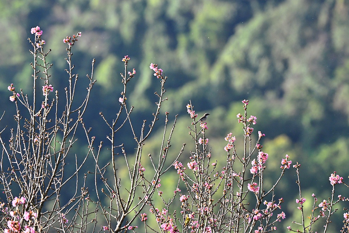 ハイイロウタイチメドリ - ML647009365