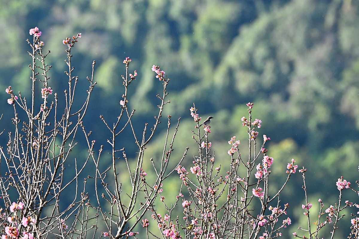 ハイイロウタイチメドリ - ML647009366