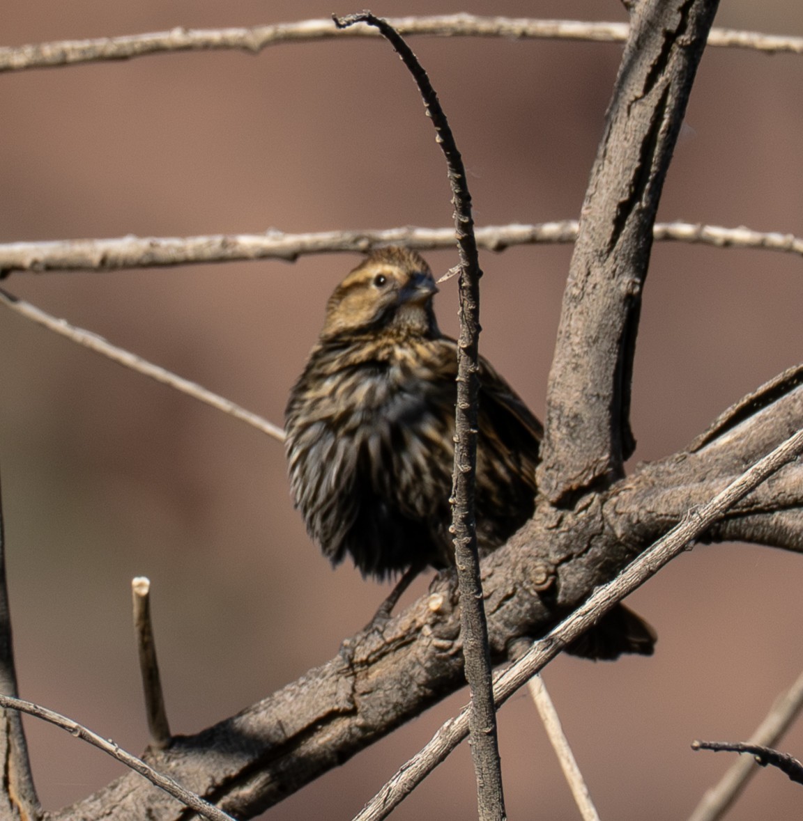 Red-winged Blackbird - ML647009368