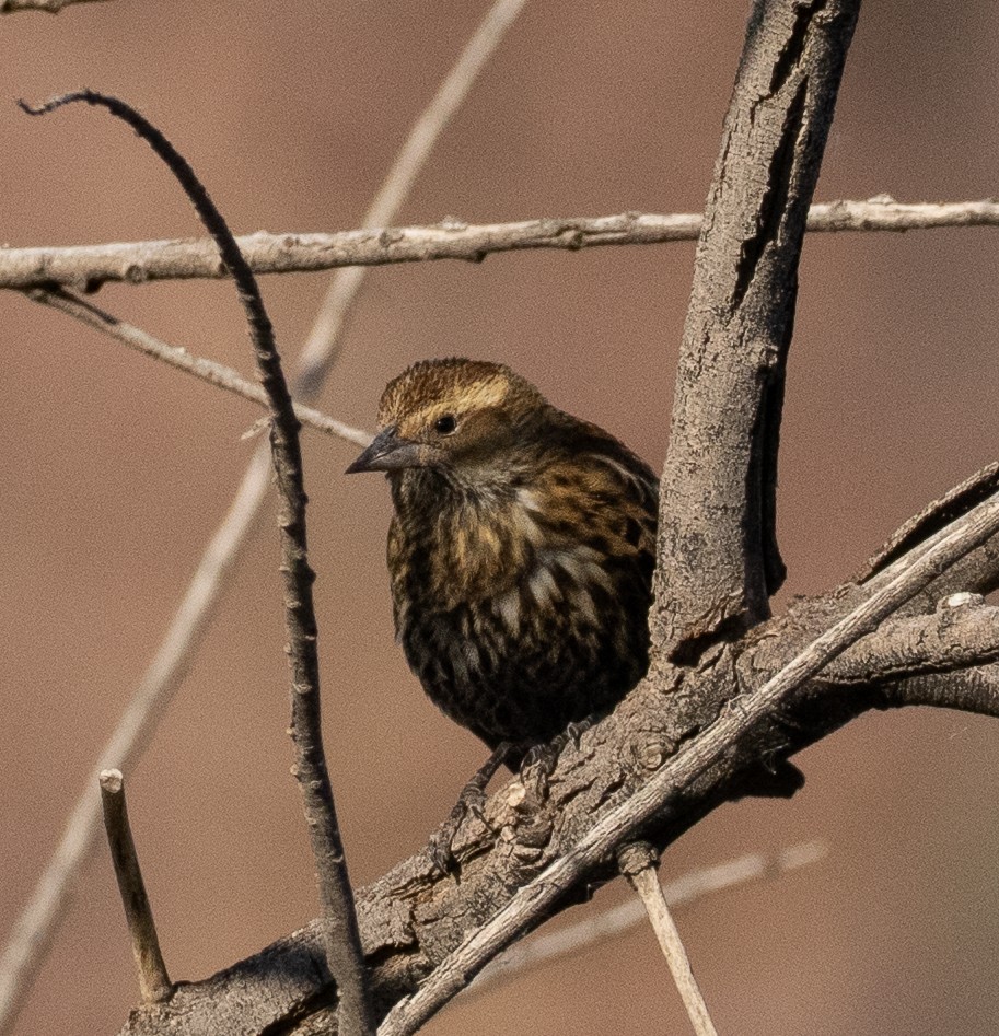 Red-winged Blackbird - ML647009369