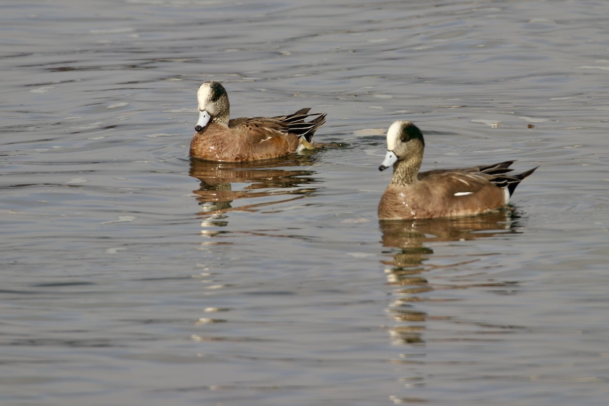 American Wigeon - ML647009371