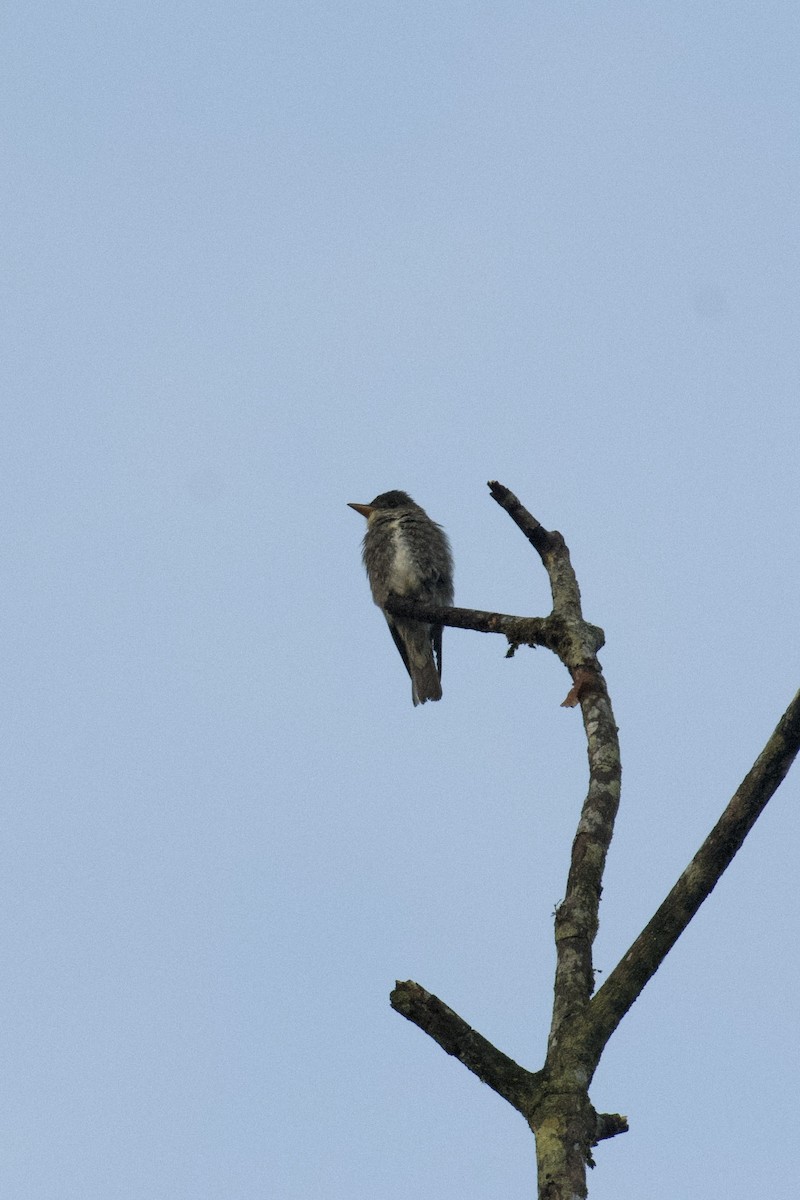 Olive-sided Flycatcher - ML647009375