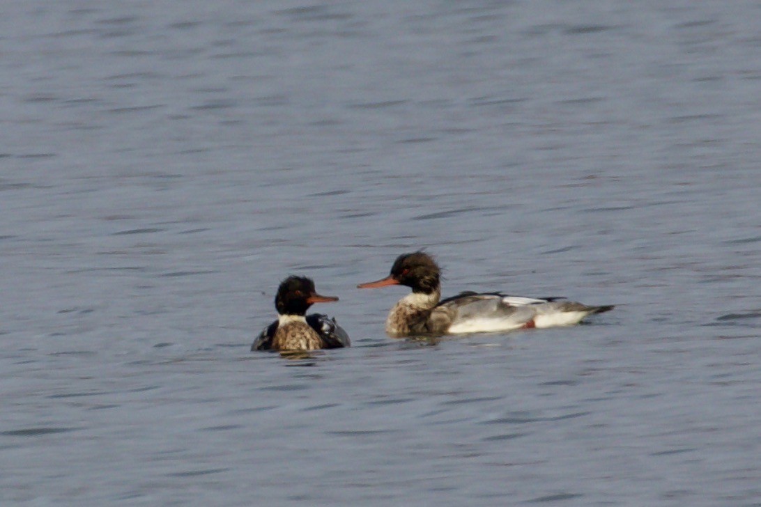 מרגון בינוני - ML647009377