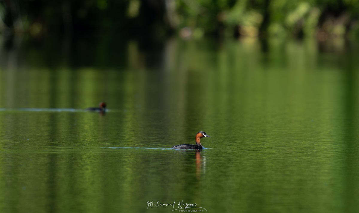 Little Grebe - ML647009382