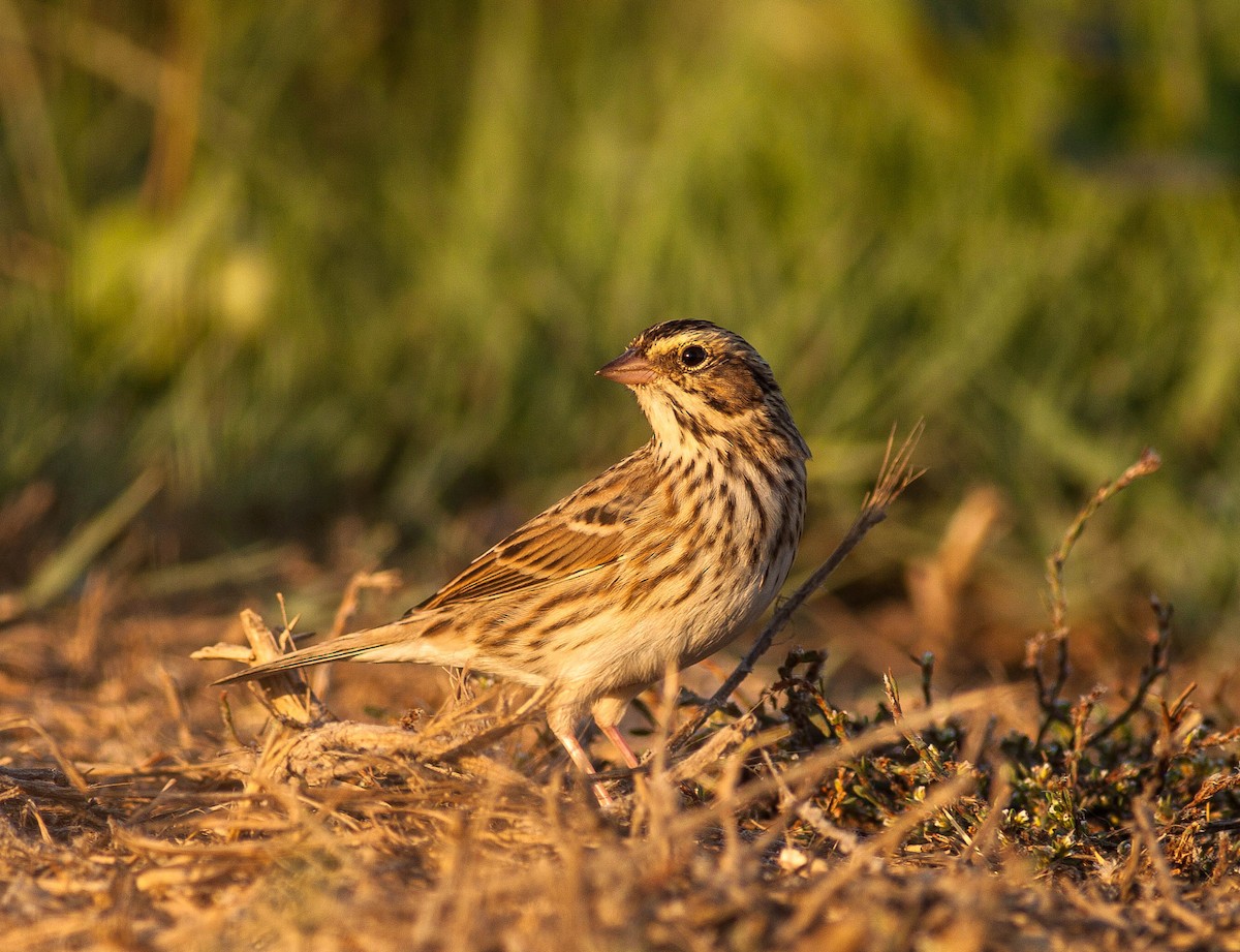 Savannah Sparrow - ML647009383