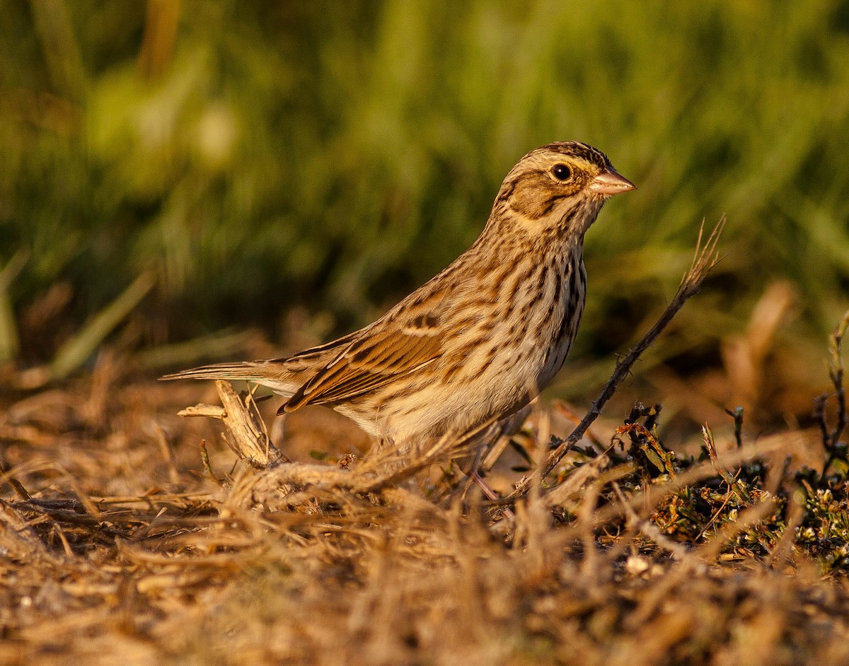 Savannah Sparrow - ML647009384
