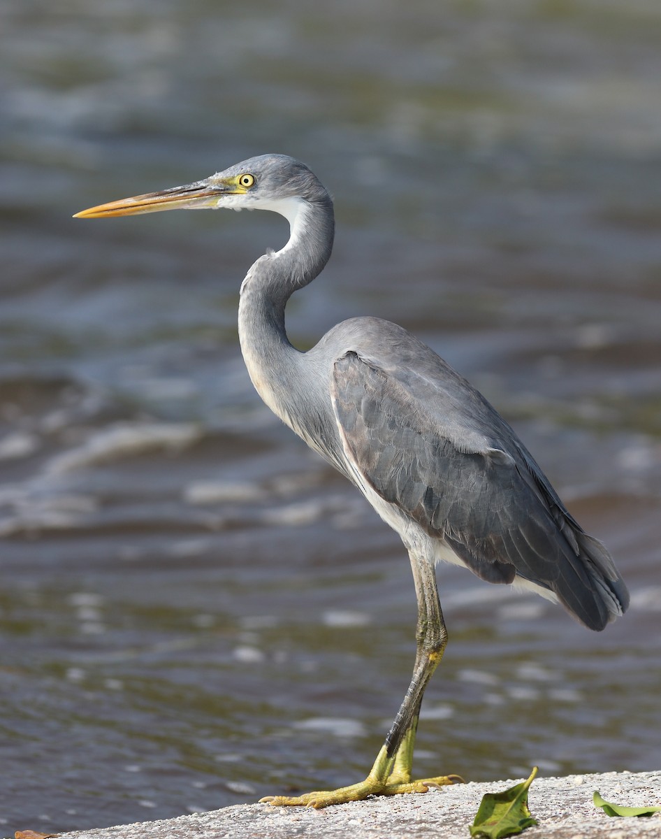 Western Reef-Heron - ML647009393