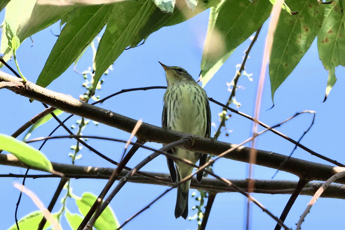 Cape May Warbler - ML647009398
