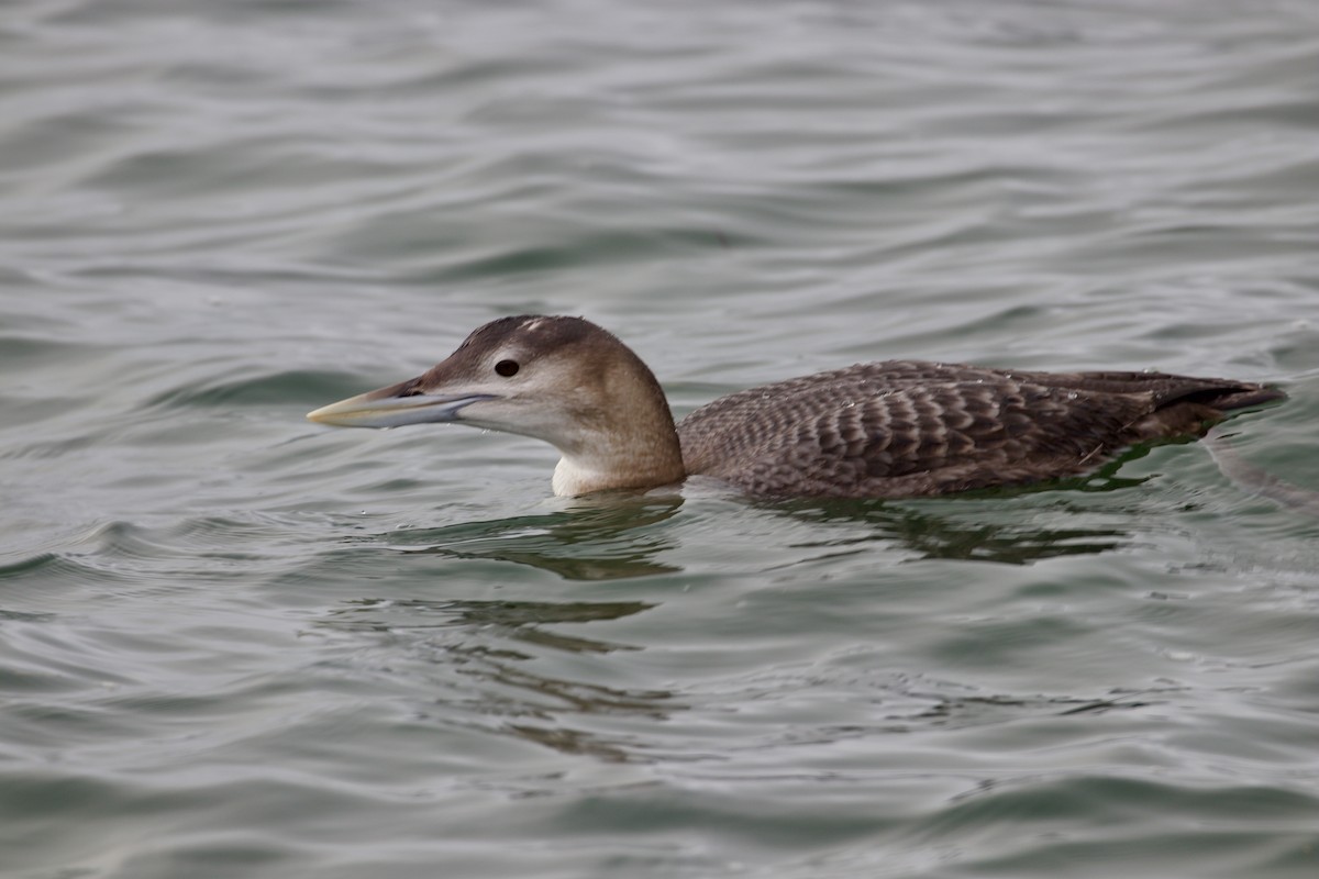 Yellow-billed Loon - ML647009399