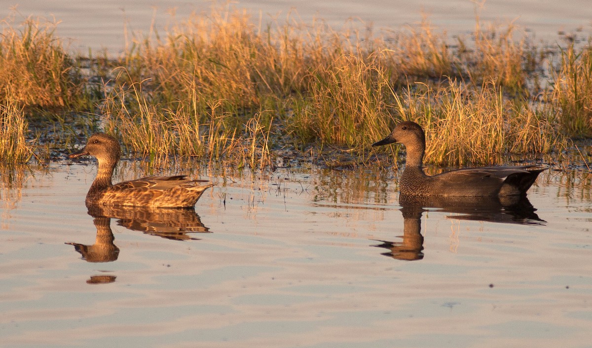 オカヨシガモ - ML647009400