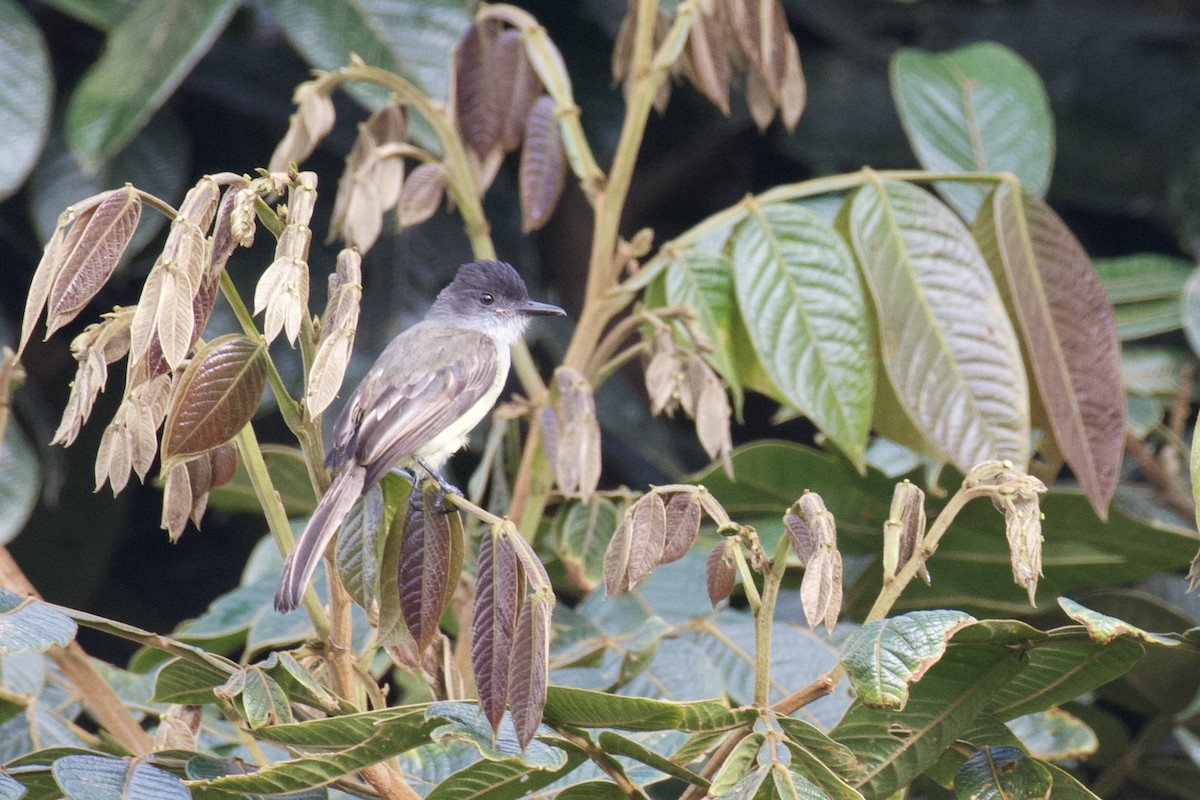 Dusky-capped Flycatcher - ML647009402