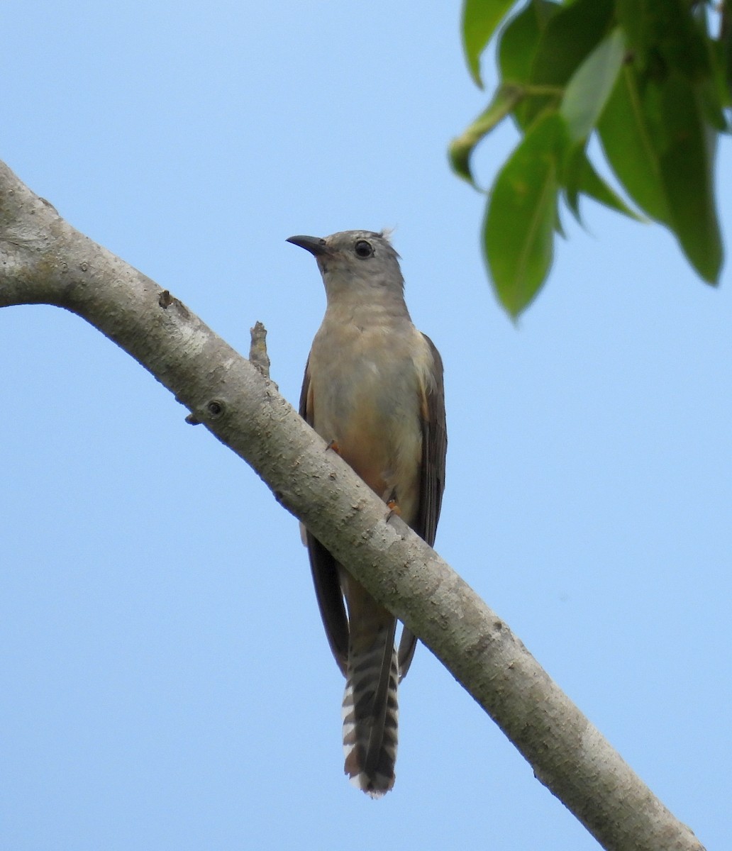 Sahul Brush Cuckoo - ML647009404