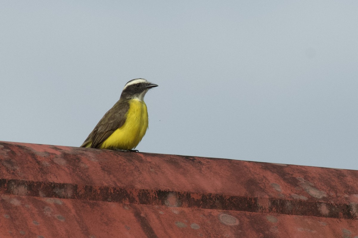 Rusty-margined Flycatcher - ML647009406