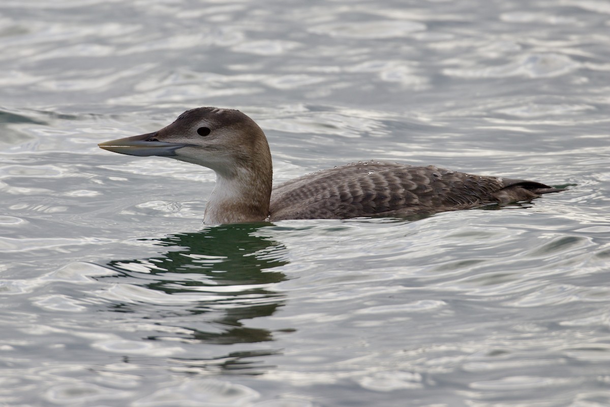 Yellow-billed Loon - ML647009409