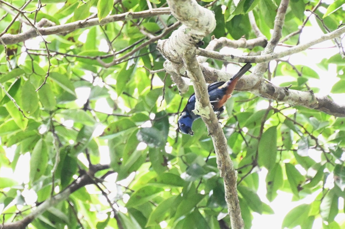 Opal-rumped Tanager (Opal-rumped) - ML647009413