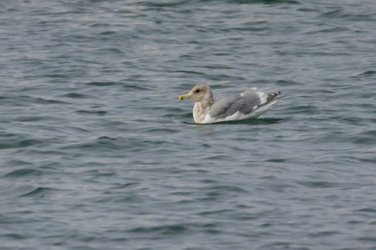 Glaucous-winged Gull - ML647009427
