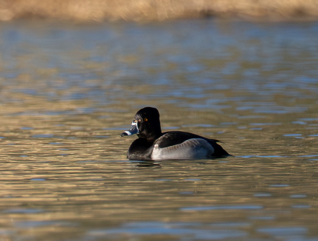 Ring-necked Duck - ML647009434