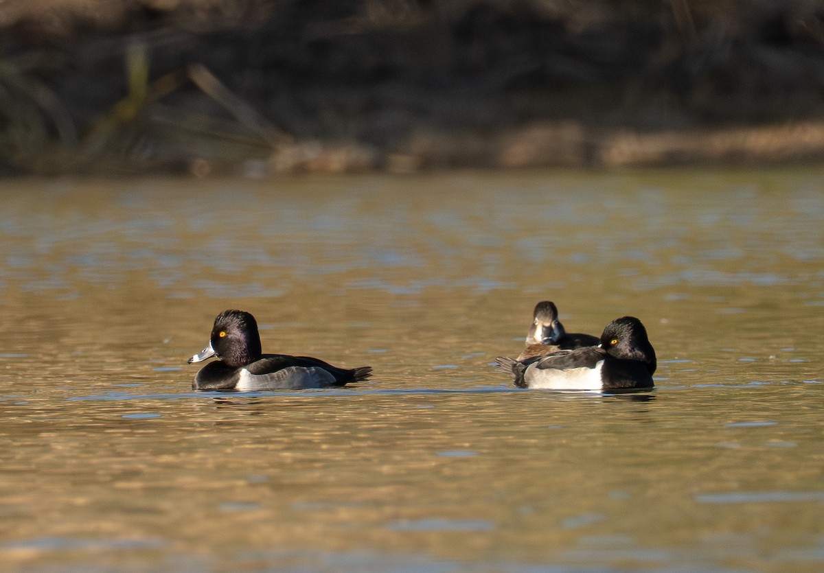 Ring-necked Duck - ML647009435