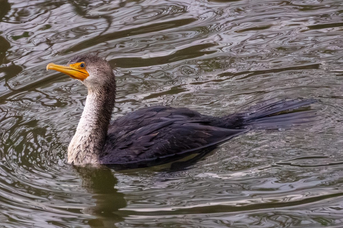 ミミヒメウ - ML647009438