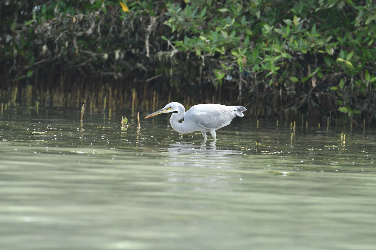 Western Reef-Heron - ML647009449
