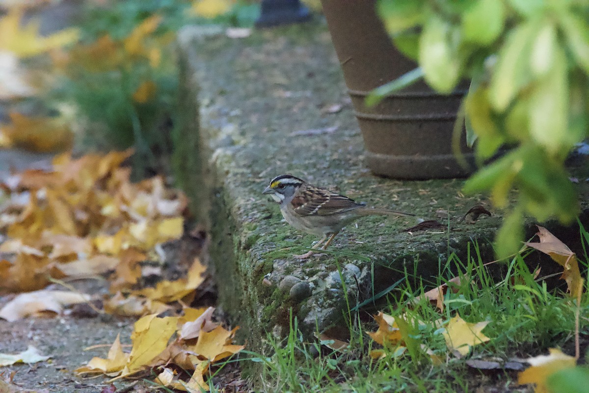 White-throated Sparrow - ML647009453