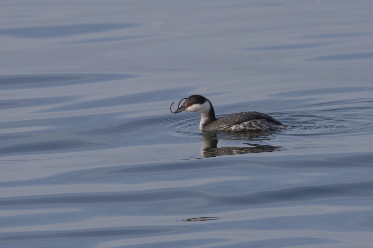 Horned Grebe - ML647009454