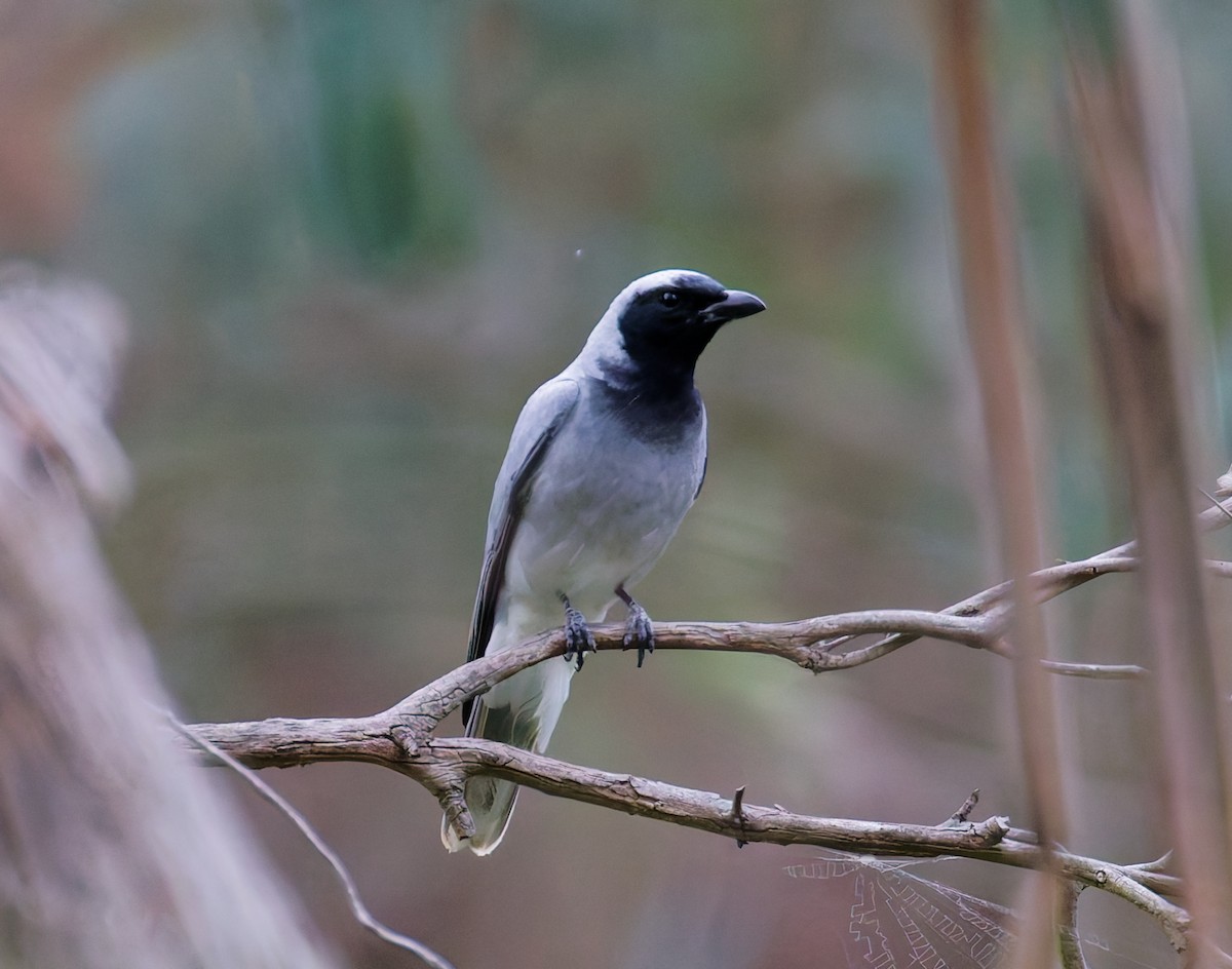 Black-faced Cuckooshrike - ML647009455